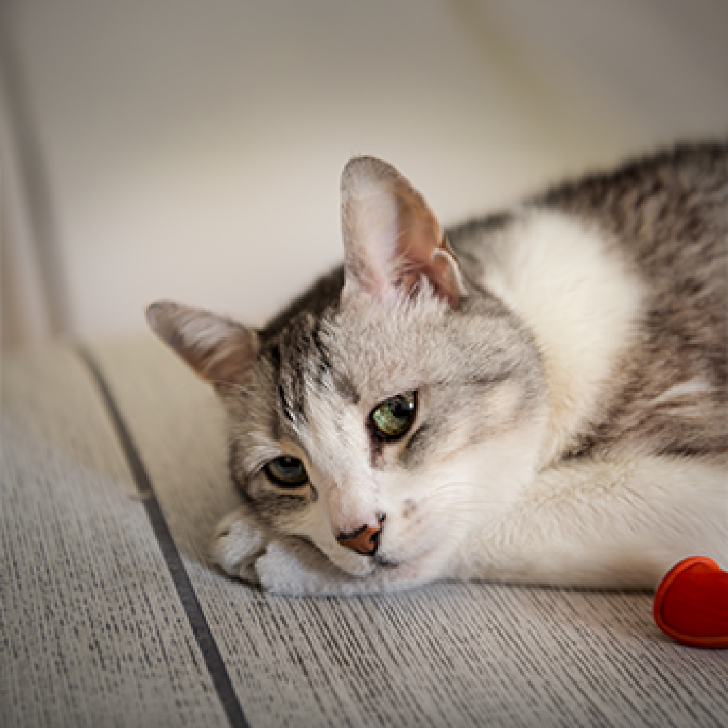 Gatito criollo decaído-1.jpg